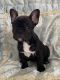French Bulldog Puppies for sale in Hugo, MN, USA. price: NA