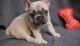 French Bulldog Puppies for sale in 306 Cobb Pkwy SE, Marietta, GA 30060, USA. price: NA