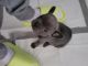 French Bulldog Puppies for sale in Canton, OH, USA. price: $3,500