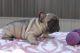 French Bulldog Puppies for sale in 2779 N 1220 W, Flora, IN 46929, USA. price: NA