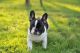 French Bulldog Puppies for sale in New York, NY 10011, USA. price: NA