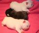 French Bulldog Puppies for sale in Louisville, KY, USA. price: $2,500