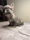 French Bulldog Puppies for sale in Milwaukee, WI, USA. price: $4,700