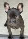 French Bulldog Puppies for sale in 91st Ave, Oakland, CA 94603, USA. price: NA