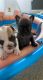 French Bulldog Puppies for sale in Lawrenceville, GA, USA. price: $4,500