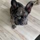 French Bulldog Puppies for sale in New Castle, DE 19720, USA. price: NA