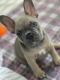 French Bulldog Puppies for sale in Urbana, OH 43078, USA. price: NA