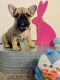 French Bulldog Puppies for sale in Neosho, MO 64850, USA. price: NA