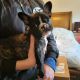 French Bulldog Puppies for sale in Cable, OH 43009, USA. price: $2,500