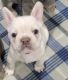French Bulldog Puppies for sale in Mullica Hill, Harrison Township, NJ 08062, USA. price: $5,000