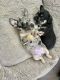 French Bulldog Puppies for sale in Aliso Viejo, CA, USA. price: NA