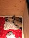 French Bulldog Puppies for sale in Redding, CA, USA. price: $2,500