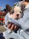 French Bulldog Puppies for sale in Pueblo, CO, USA. price: $4,500