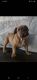 French Bulldog Puppies for sale in San Fernando, CA, USA. price: NA