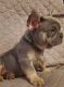 French Bulldog Puppies for sale in Mullica Hill, Harrison Township, NJ 08062, USA. price: NA