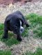 French Bulldog Puppies for sale in Tulsa, OK, USA. price: $2,500