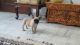 French Bulldog Puppies for sale in Amritsar, Punjab, India. price: 39000 INR