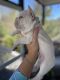 French Bulldog Puppies for sale in Charleston, SC, USA. price: NA