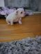 French Bulldog Puppies for sale in Greece, NY 14626, USA. price: NA