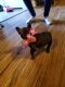 French Bulldog Puppies for sale in North Charleston, SC, USA. price: NA