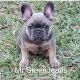 French Bulldog Puppies for sale in Crescent City, FL 32112, USA. price: $2,500
