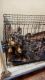 French Bulldog Puppies for sale in Weeki Wachee, FL, USA. price: $3,200