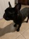 French Bulldog Puppies for sale in 427 N Vine St, Anaheim, CA 92805, USA. price: NA