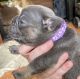 French Bulldog Puppies for sale in Hilo, HI 96720, USA. price: $5,500