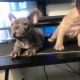 French Bulldog Puppies for sale in Cleveland, NC 27013, USA. price: $3,500