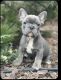 French Bulldog Puppies for sale in Woodbridge, VA 22192, USA. price: NA