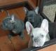 French Bulldog Puppies for sale in Elmwood Park, IL 60707, USA. price: NA