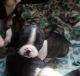 French Bulldog Puppies for sale in Defuniak Springs, FL, USA. price: $1,300