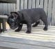 French Bulldog Puppies for sale in Chico, TX 76431, USA. price: $600