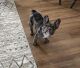 French Bulldog Puppies for sale in Melbourne Village, FL 32904, USA. price: $4,000