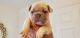 French Bulldog Puppies for sale in Palm Bay, FL, USA. price: $5,000