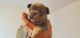 French Bulldog Puppies for sale in Palm Bay, FL, USA. price: NA