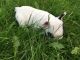 French Bulldog Puppies for sale in Flint, MI, USA. price: $600