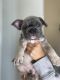 French Bulldog Puppies for sale in San Jacinto, CA, USA. price: $5,000