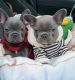 French Bulldog Puppies for sale in Texas City, TX, USA. price: $900