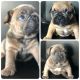 French Bulldog Puppies for sale in New Orleans, LA, USA. price: $4,000
