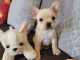 French Bulldog Puppies for sale in Bethpage, NY, USA. price: NA