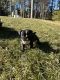French Bulldog Puppies for sale in Hooksett Rd, Hooksett, NH, USA. price: $3,500