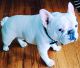 French Bulldog Puppies for sale in Punta Gorda, FL 33955, USA. price: $4,200