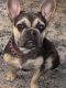 French Bulldog Puppies for sale in Menifee, CA 92584, USA. price: $8,000