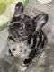 French Bulldog Puppies for sale in Lawrenceville, GA, USA. price: NA