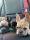 French Bulldog Puppies for sale in East Brunswick, NJ, USA. price: $3,500