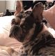 French Bulldog Puppies for sale in Ocala, FL, USA. price: $5,000