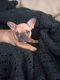 French Bulldog Puppies for sale in Greece, NY 14626, USA. price: $4,000
