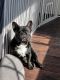 French Bulldog Puppies for sale in West Mifflin, PA 15236, USA. price: $2,000