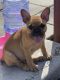 French Bulldog Puppies for sale in WHT SETTLEMT, TX 76108, USA. price: NA
